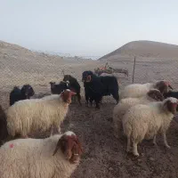 بز نر ، ساورین|حیوانات مزرعه|بولی, |دیوار