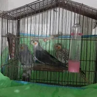 جفت عروس هلندی، و سه عروس هلندی جوان|پرنده|سیاهکل, |دیوار