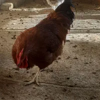 خروس محلی15عدد