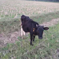 یک راس لیشه محلی و یک راس لیشه دورگ محلی|حیوانات مزرعه|توتکابن, |دیوار