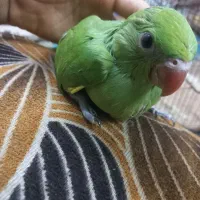 جوجه ملنگو