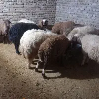 بره نر افشار صادرات|حیوانات مزرعه|پاپی, |دیوار