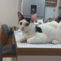 گربه