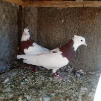 کفتر طوقی|پرنده|تربت‌حیدریه, ۴۵ متری|دیوار