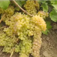 نهالستان گردو دیرگل خوشه ای و صنوبر نگرا و بادام|خدمات باغبانی و درختکاری|قزوین, |دیوار