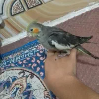 عروس پاریس|پرنده|سوسنگرد, |دیوار