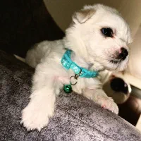 سگ جیبی|سگ|تبریز, |دیوار