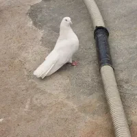 کفتر پرشی|پرنده|بیلوار, |دیوار