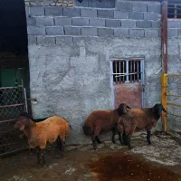 بره نر افشاری هتروزیگوت