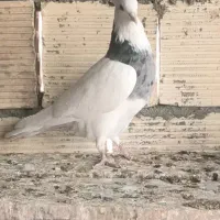 طوقی|پرنده|پیر بکران, |دیوار