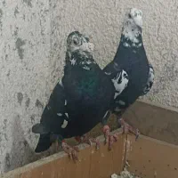 کبوتر سوسکی جفتگاه وپرش