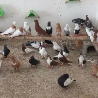 کبوتر رنگی بارجدید رسید کوی لور