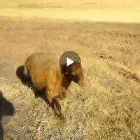 بره نر