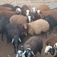 میش|حیوانات مزرعه|بیرانوند, |دیوار