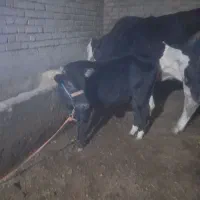 گوساله ماده