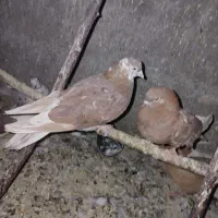 15تا کبوتر پرشی به صورت یکجا|پرنده|خنداب, |دیوار