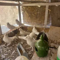 کبوتر کفتر پاپر سفید نژاد راعبی