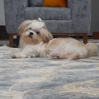 سگ نژاد مالتیز عروسکی ماده سایز صفر|سگ|رامسر, |دیوار