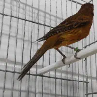 فروش قناری ماده شتری و سرخ سوخته|پرنده|مرودشت, بیست متری بیمارستان|دیوار