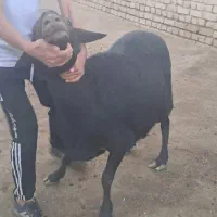 قوچ قره قزل لخت|حیوانات مزرعه|قره چای, |دیوار