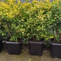 فروش گلهای بیرونی شهرستان آمل