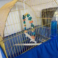 پرنده|پرنده|اسلام‌شهر, شهرک سعیدیه|دیوار