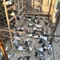 کبوتر|پرنده|میانه, |دیوار