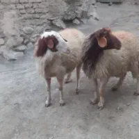 یه جفت قوچ داشی ۲ساله میش رو|حیوانات مزرعه|بوئین و میاندشت, |دیوار