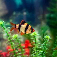 آکواریوم نمو گوپی آنجل اسکار فایتر سیچلاید دیسکاس|ماهی|همدان, |دیوار