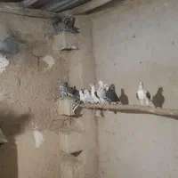 ۱۵ عدد کفتر پرشی خوب
