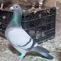 چاپی|پرنده|خرمشهر, |دیوار