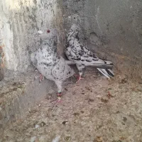 کبوتر|پرنده|برازجان, |دیوار