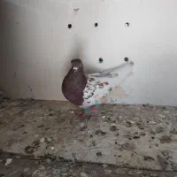 کفتر صید امری کله سرخ|پرنده|کاشمر, |دیوار