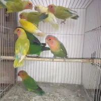 طوطی کوتوله برزیلی نر تک و ماده تک همه آماده|پرنده|مشهد, سرافرازان|دیوار