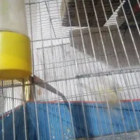 قناری ماده ابلق مست مست|پرنده|کرمان, |دیوار