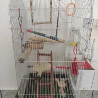 قفس کاسکو، عروس هلندی...