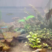 گیاه طبیعی آکواریومی|ماهی|تایباد, |دیوار