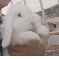 خرگوش لوپ بالغ سفید چشم ابی|موش و خرگوش|گرگان, |دیوار