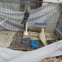 یه جفت عروس هلندی مولد