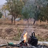 چوب در باغات|عمده‌فروشی|نوشین شهر, |دیوار