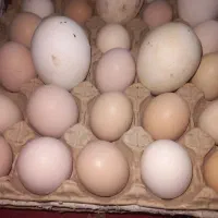 تخم قوغاز و برهما