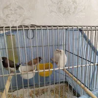 فنچ بنگالی