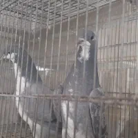 مفلق نر دمگیر خرقه زره ای و بدرنگ