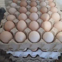 فروش به صورت تک و عمده