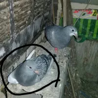 ابلق سبز جوجه