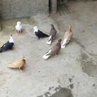 کبوتر