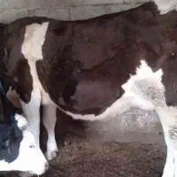 گاواصل سیمینتال