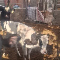 گوساله ماده