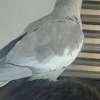 عروس هلندی گم شده