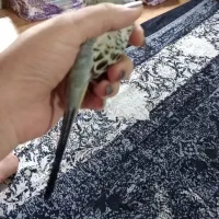 مرغ عشق دستی نر|پرنده|گرگان, |دیوار